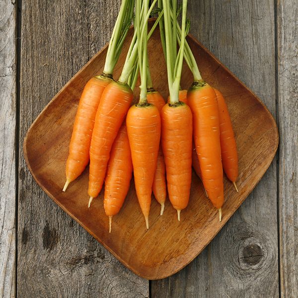Mature Danvers 126 Carrot Plant, Sweet and Crisp Roots