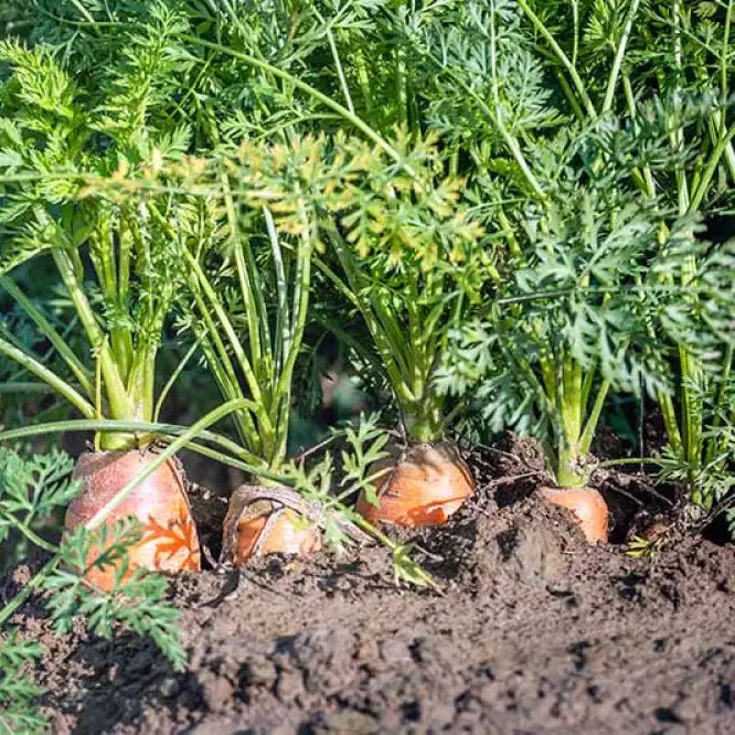 Danvers Carrot Seedlings Growing from Seeds