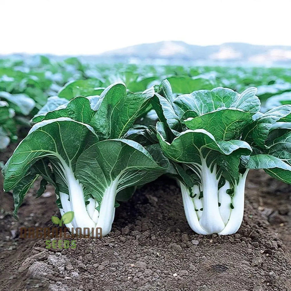 Dara Flower Blooms from Seeds, Pink and Burgundy Queen Anne's Lace