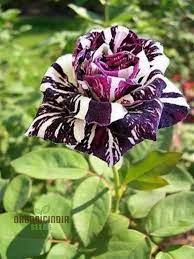 Dark bloom Rose seeds for ornamental gardens