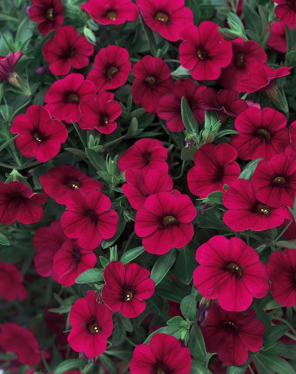 Dark Burgundy Petunia Plant Seeds for Containers and Pots