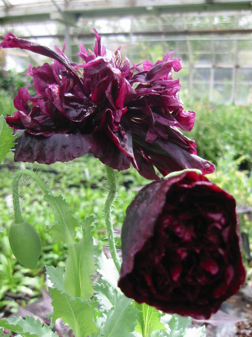Dark Poppy Peony Seeds for Ornamental Flower Garden Planting