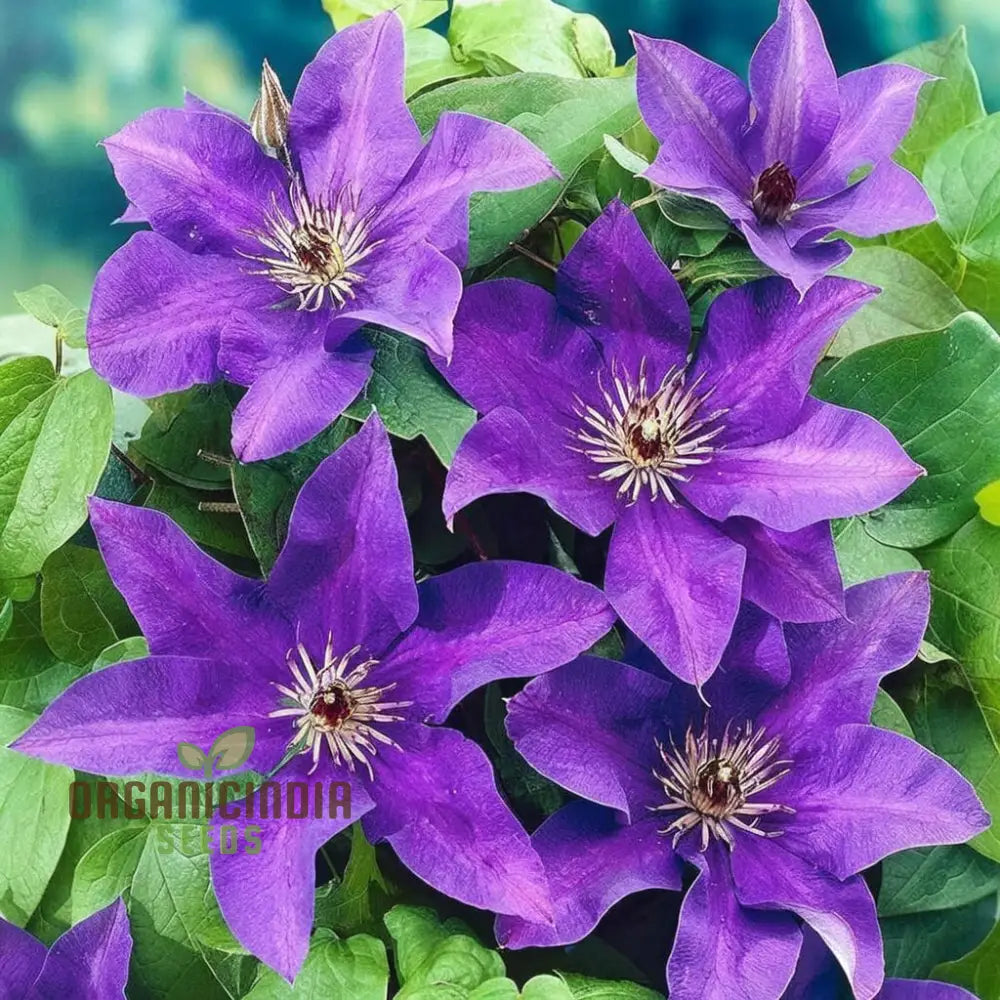Dark Purple Clematis Seeds for Climbing Flower Gardening