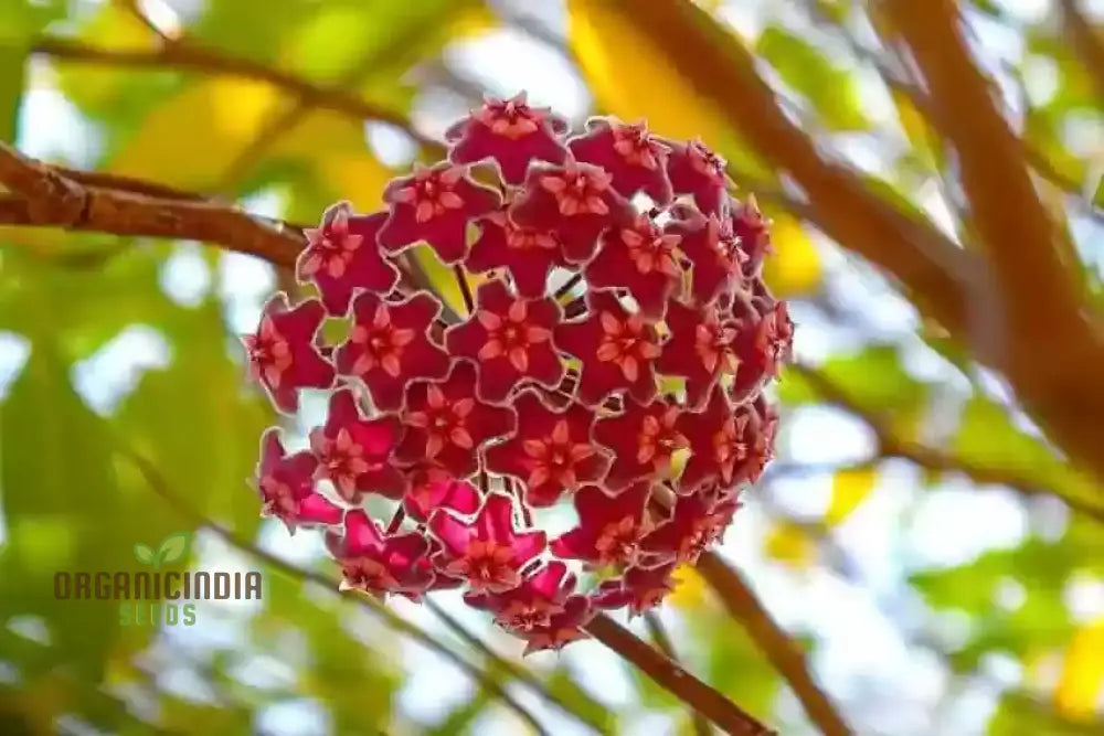 Dark Red Geranium Growing in Patio Container
