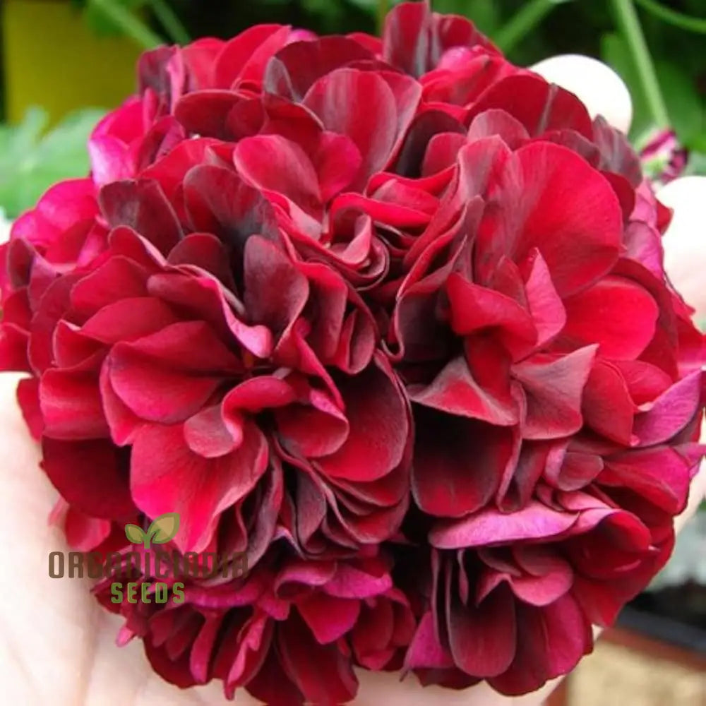 Dark Red Geranium Pelargonium Seeds for Planting