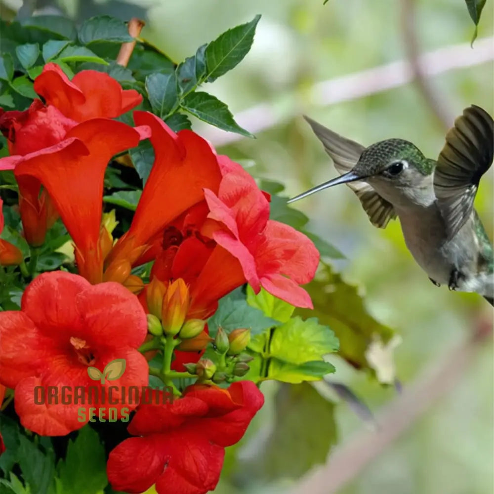 Dark red trumpet vine seeds hummingbird attracting flowers