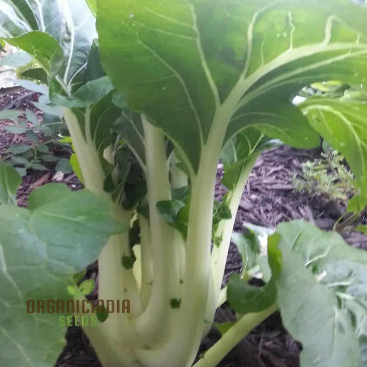 Daucus Carota Dara Seeds: Elevate Your Gardening Experience With Stunning Multi-Colored Queen