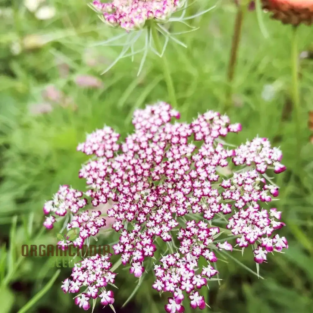 Premium Daucus Carota Dara Seeds for Colorful Ornamental Flowers