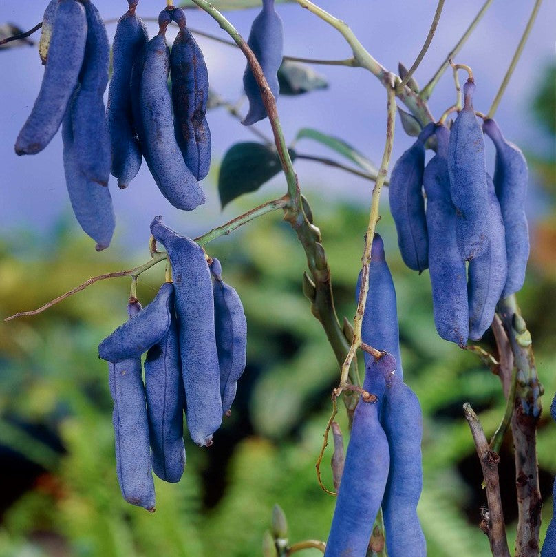 Fruit de Saucisse Bleue (Solanum sambucifolium) – Graines