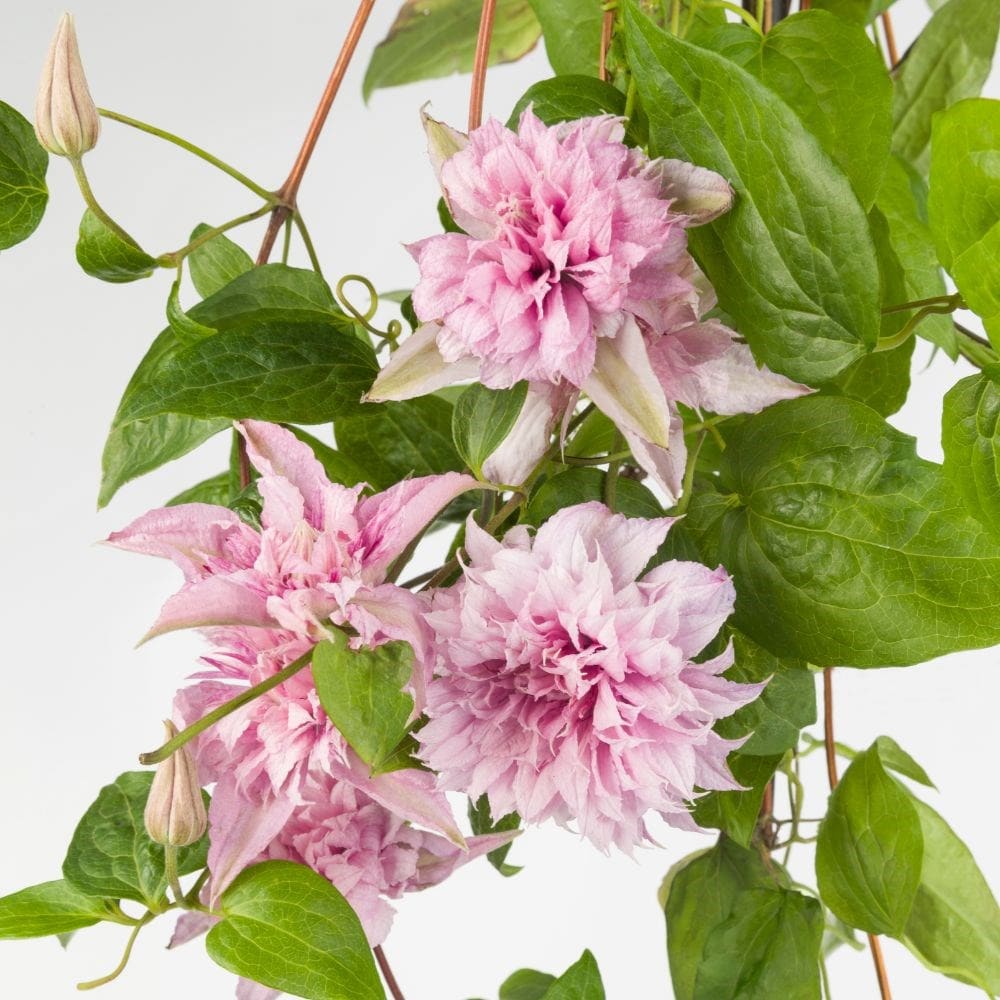 XDecorative Clematis Seeds for Arbor and Pergola Climbing