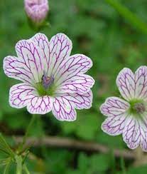Easy grow geranium seeds for seasonal garden color