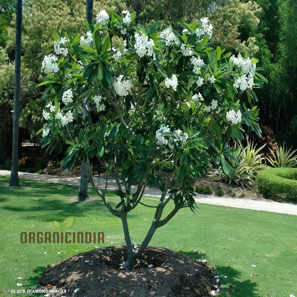 Decorative Plumeria Apricot Flower Seeds for Landscape Planting