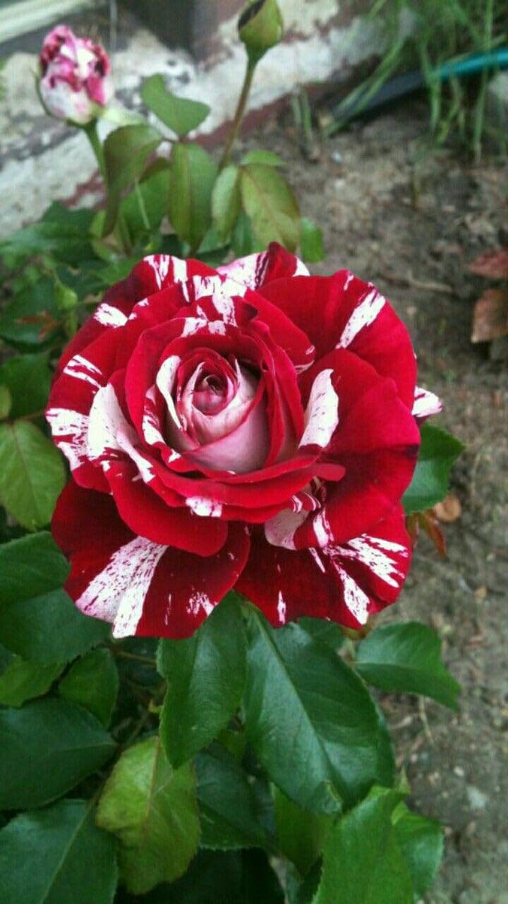 Decorative Red and White Rose Seeds for Landscaping and Garden Use