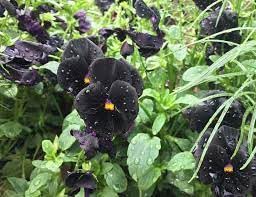 Deep Black Pansy Seeds for Home Garden Flower Beds