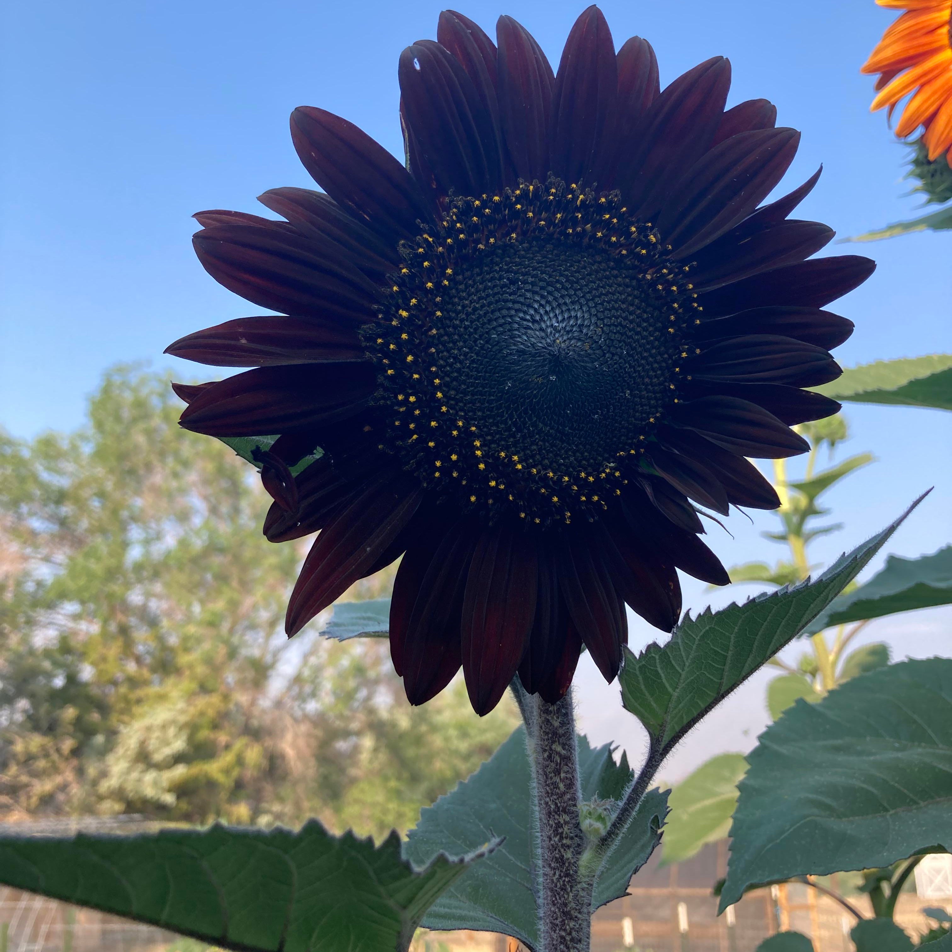 Deep black sunflower seeds for planting