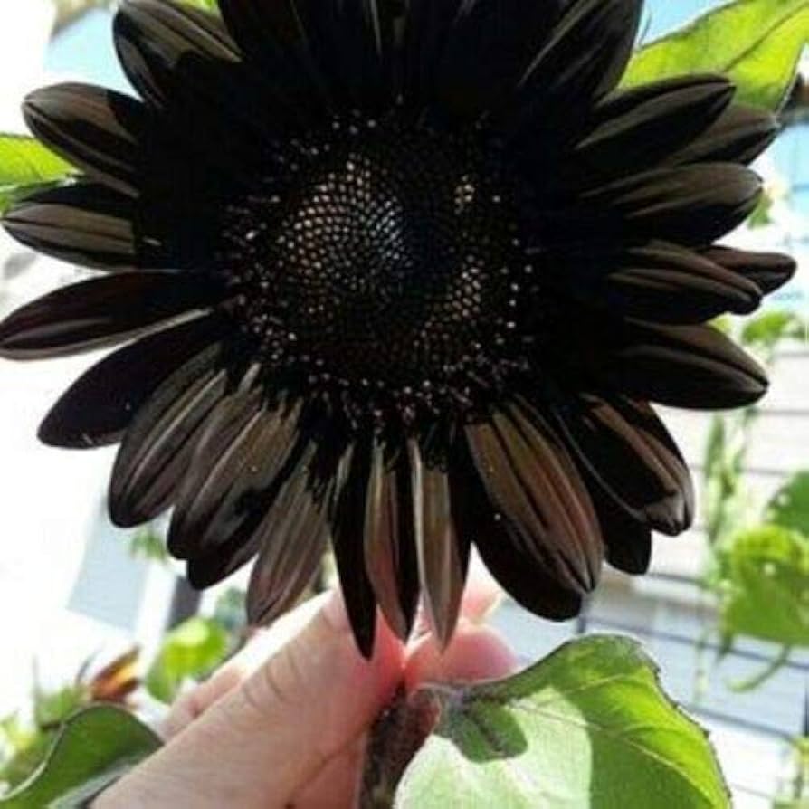Deep Black sunflower seeds for planting