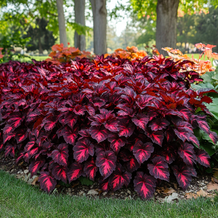 Deep crimson Coleus seeds ornamental foliage plants