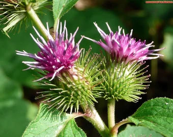 Burdock Root Seeds Ideal for Deep Soil Gardening