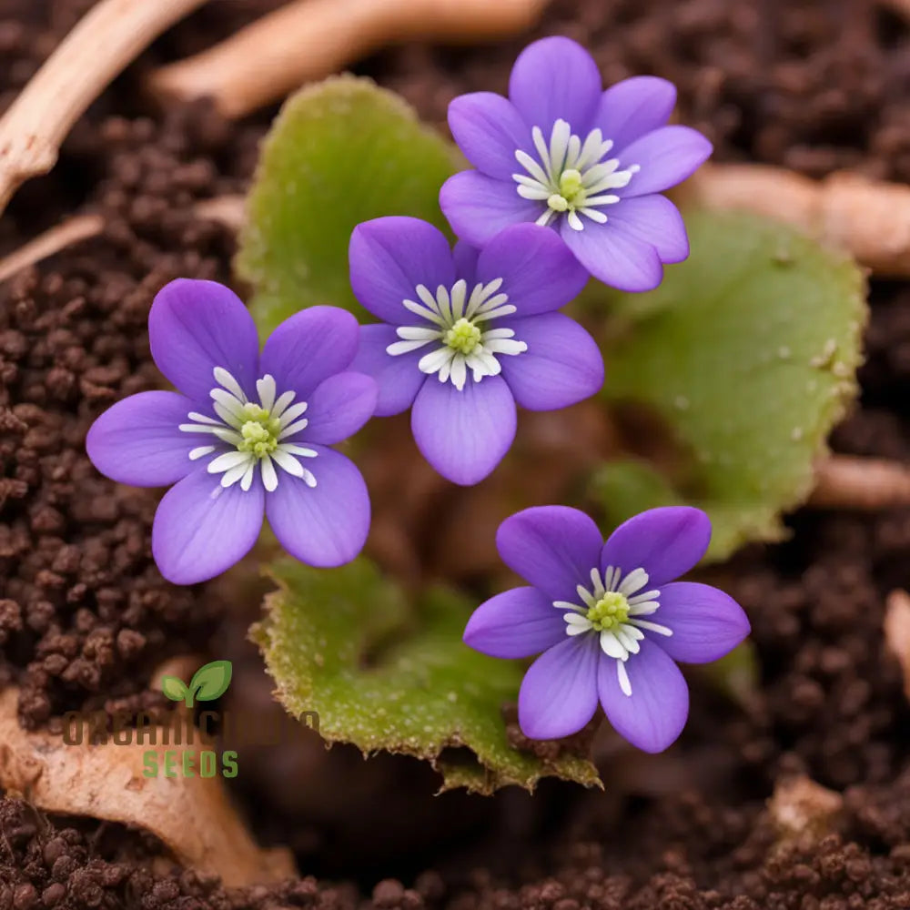 Delicate Hepatica Flower Seeds for Early Spring Blossoms