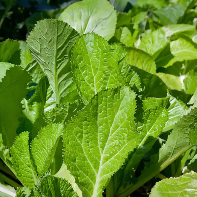 Mature Delight Mustard Leaf Plant Grown from Seeds, Fast-Growing Greens