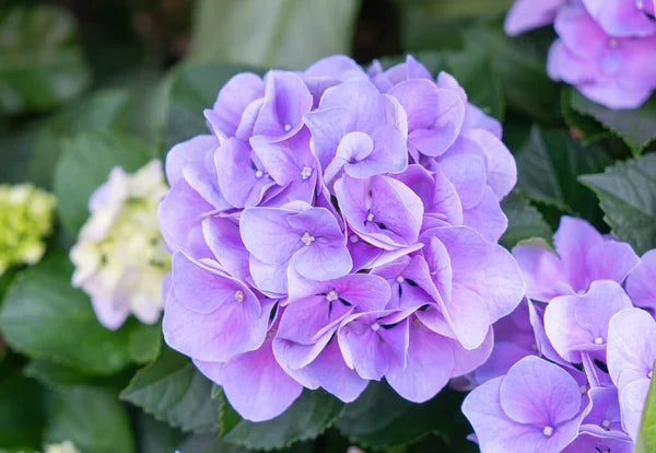 Purple Begonia Flower Seeds ,Rare & Elegant Blooms, Easy to Grow, Non-GMO