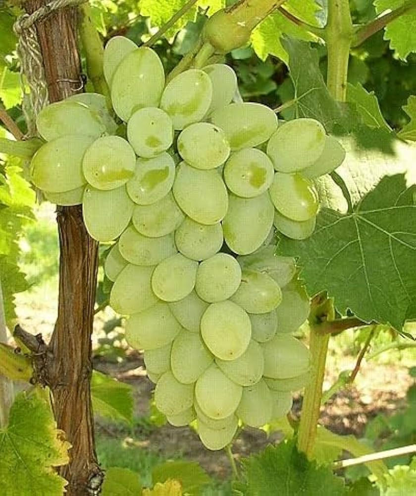 Dessert grape seeds green variety