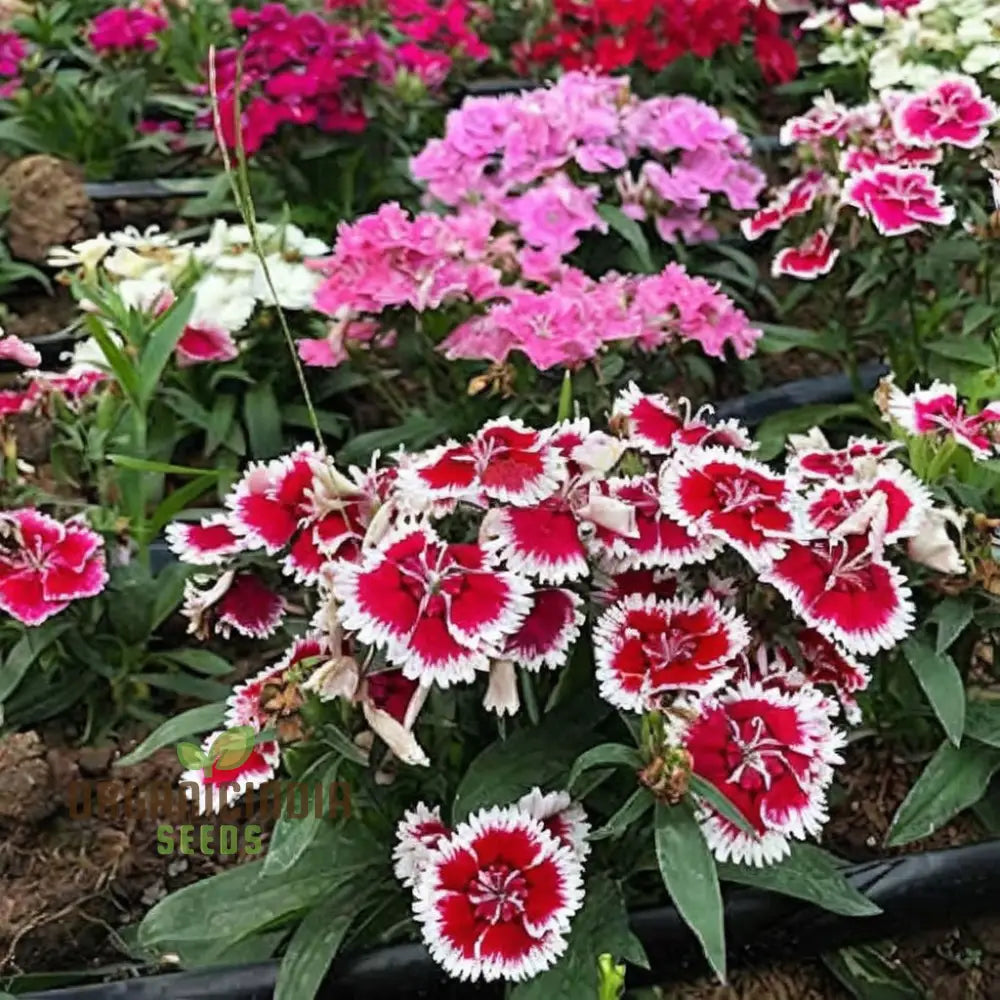 Dianthus F-1 Grace Double Mixed (Hybrid) Flower Seeds In-Depth Guide To Planting Gardening And