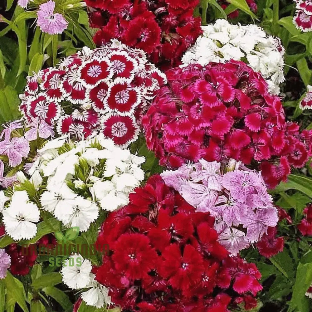 Dianthus F1 Grace Double mixed flower seeds for planting