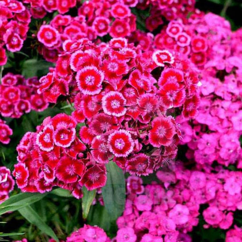 Flowering Pink Dianthus Seeds for Borders and Pots