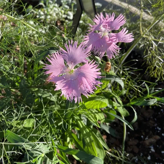 Supra Rosa Hybrid Dianthus seeds for planting vibrant garden flowers