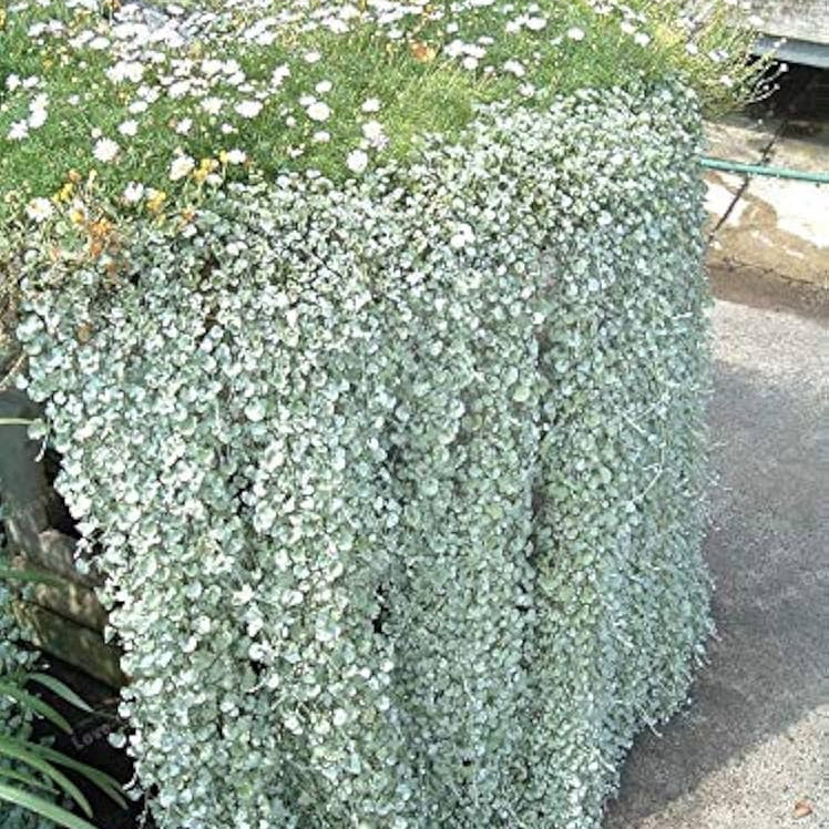 Dichondra Repens Used as Ground Cover in Patio Planters