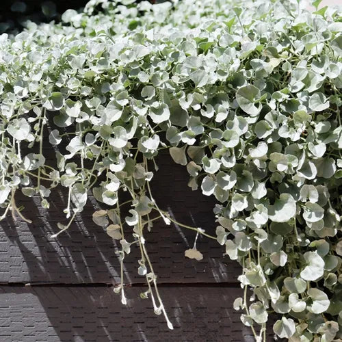 Dichondra Repens Silver Falls and Emerald Falls Seeds for Planting