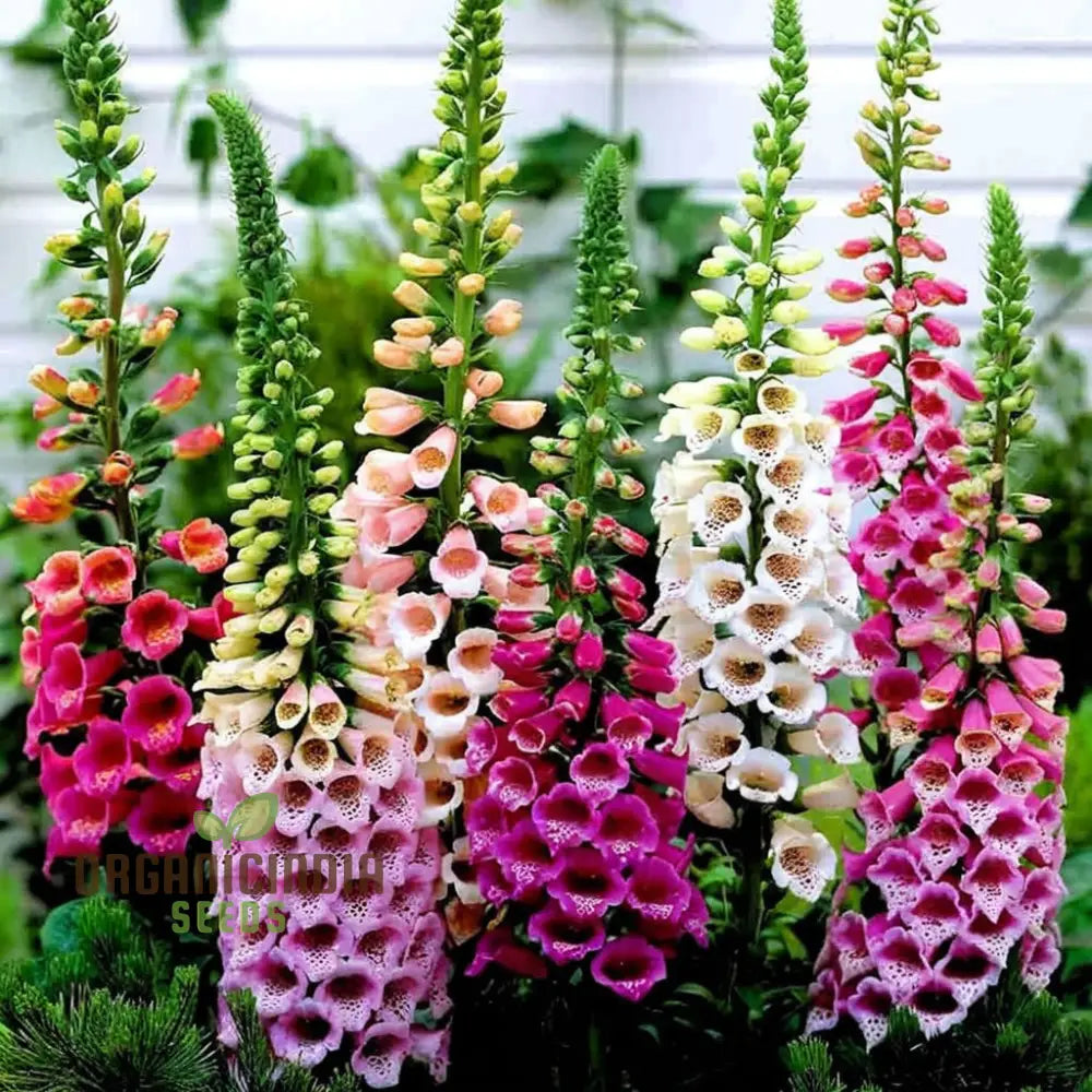Digitalis Foxglove ’Foxy’ Mixed Colors Flower Seeds Beautiful Hardy Garden Easy-To-Grow Blooms Seeds