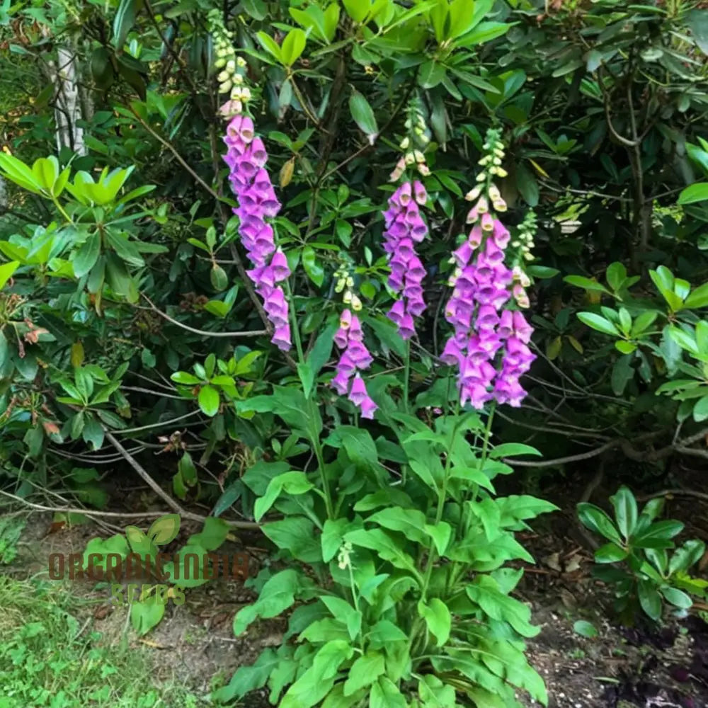 Digitalis Foxglove ’Foxy’ Mixed Colors Flower Seeds Beautiful Hardy Garden Easy-To-Grow Blooms Seeds