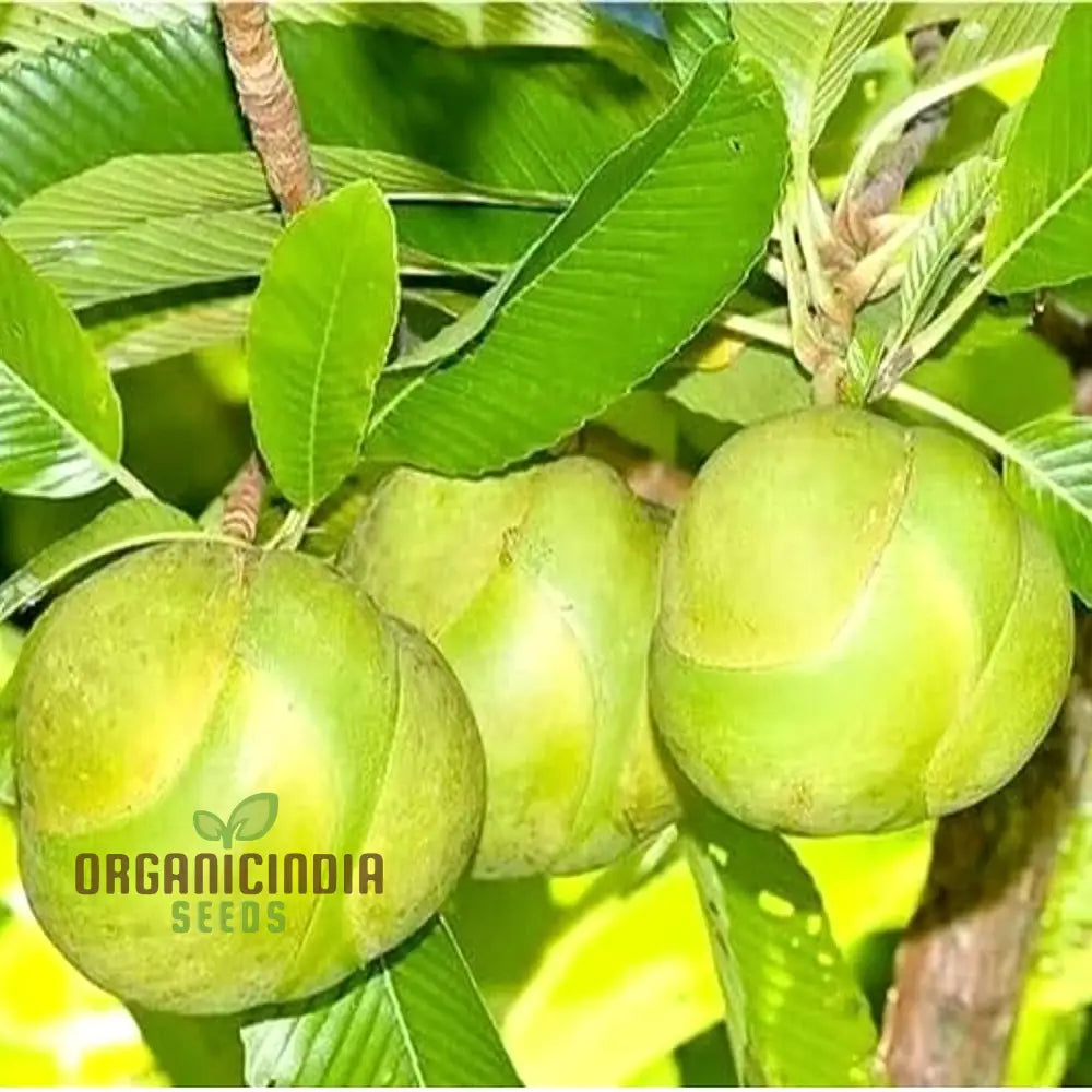 Dillenia indica (Elephant Apple) Seeds for Planting