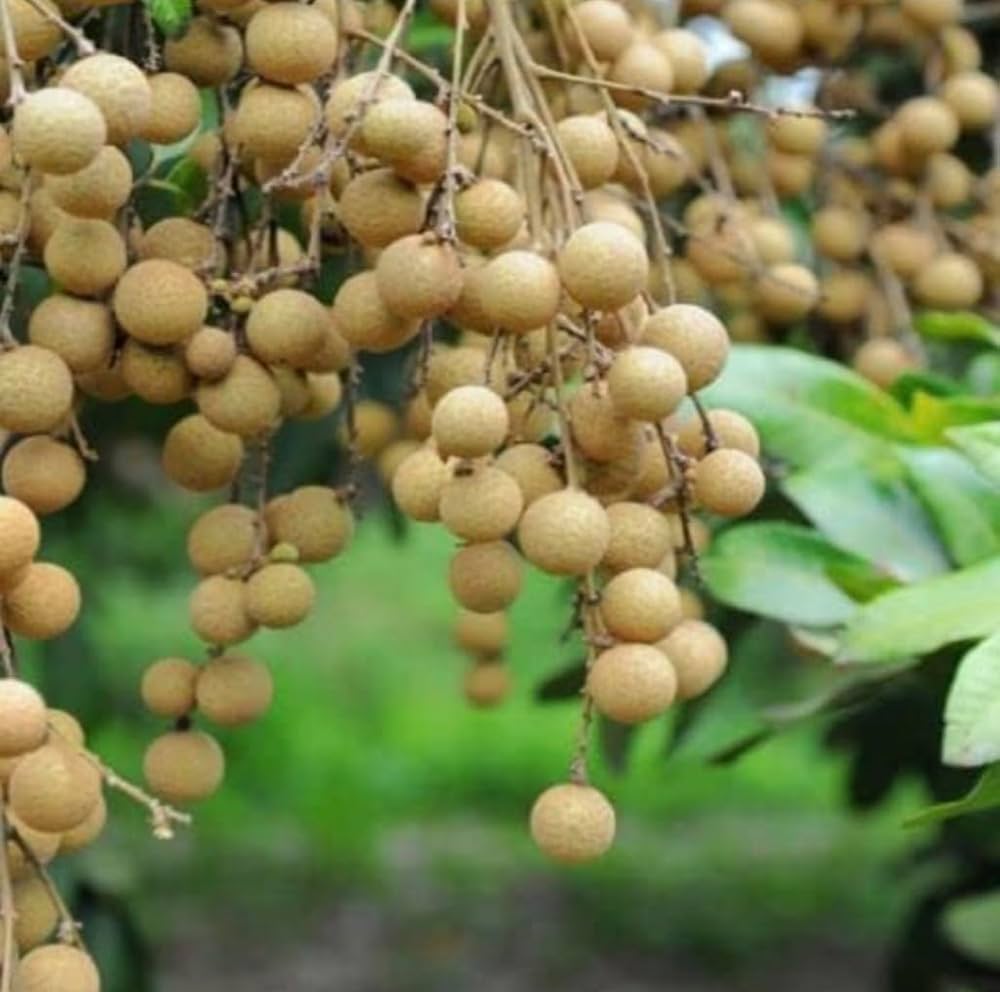 Dimocarpus longan seeds for tropical fruit trees
