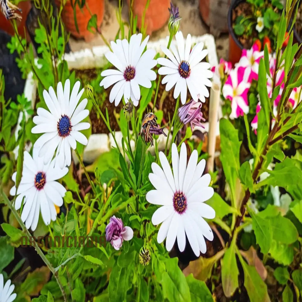 Dimorphotheca White Flower Seeds - Pure And Elegant Blooms For Serene Garden Settings