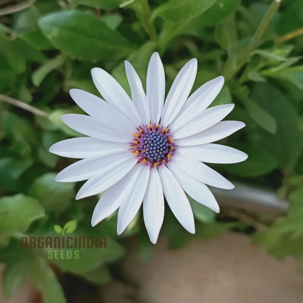 Dimorphotheca White Flower Seeds - Pure And Elegant Blooms For Serene Garden Settings