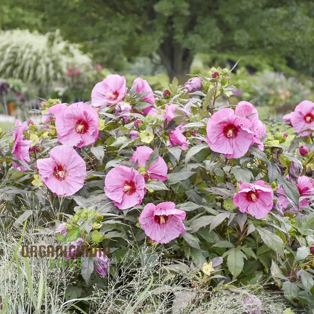 Dinnerplate Hibiscus Perennial Flower Seeds For Home Garden Lawn - Prunus Serrulata Planting And