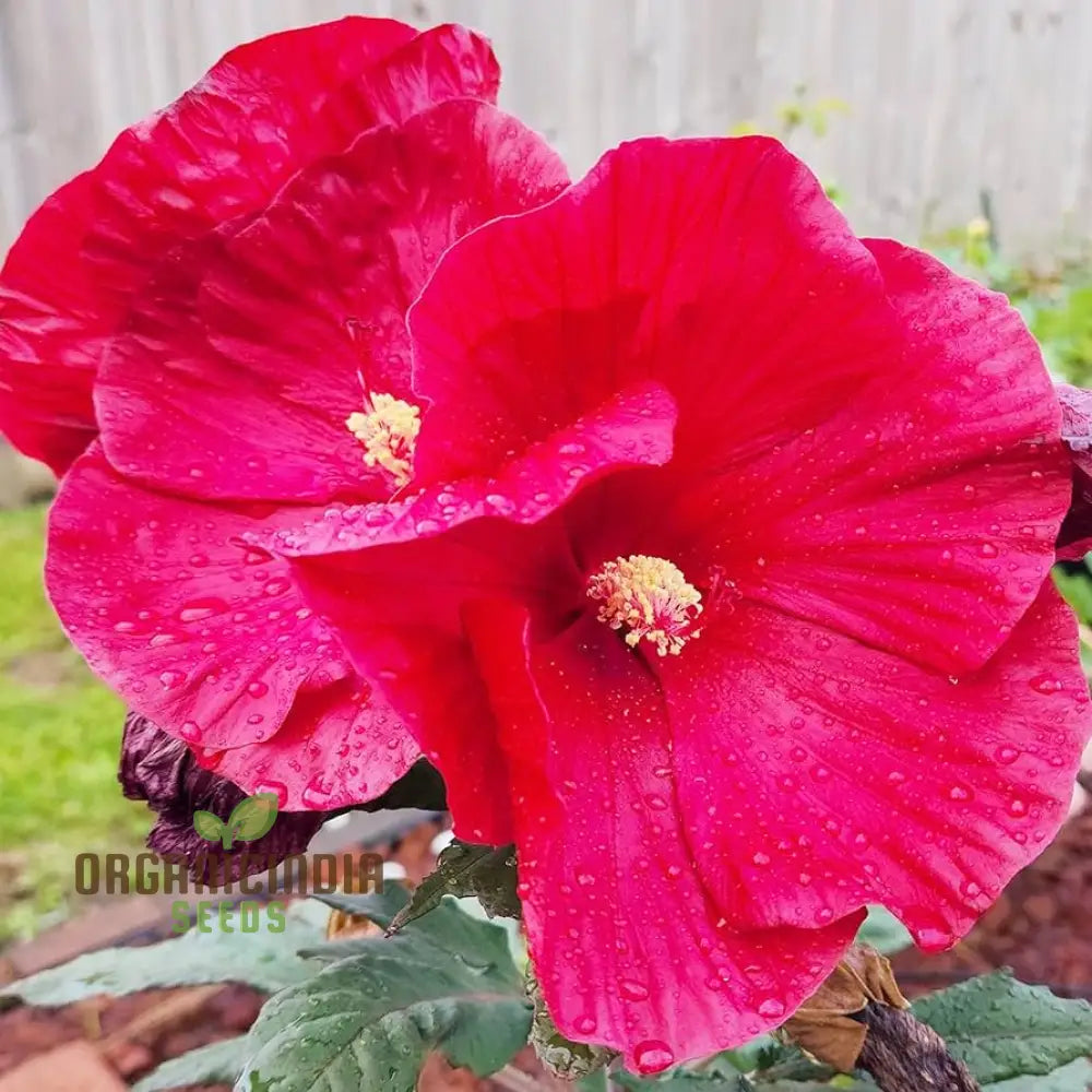 Dinnerplate Hibiscus Perennial Flower Seeds For Home Garden Lawn - Prunus Serrulata Planting And
