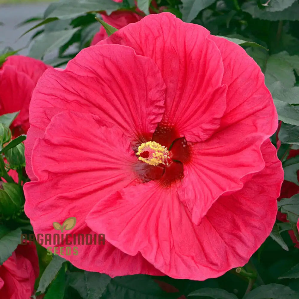 Dinnerplate Hibiscus Perennial Flower Seeds For Home Garden Lawn - Prunus Serrulata Planting And