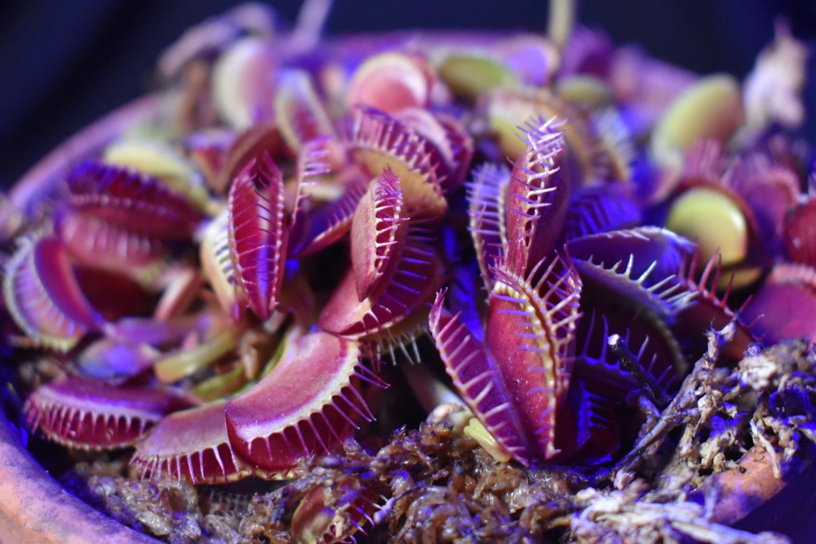 Dionaea Muscipula Purple Trap Seeds for Carnivorous Plant Growing