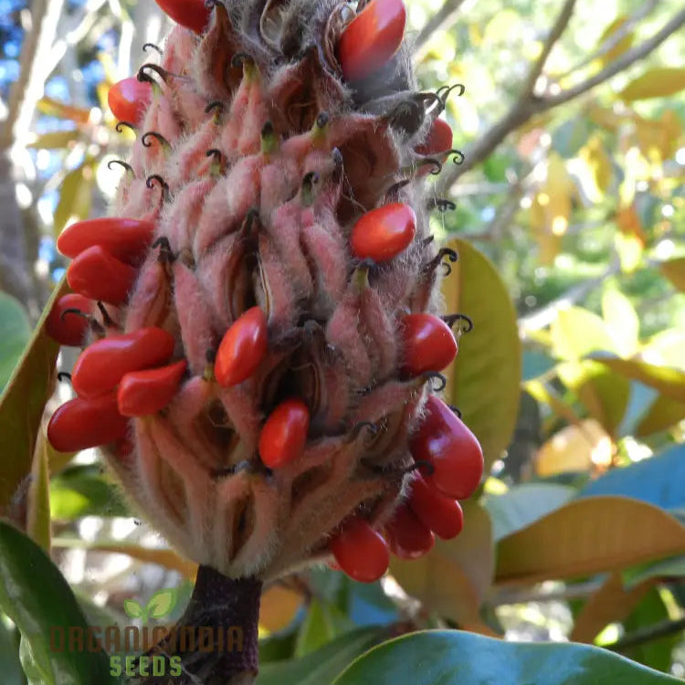 Discover The Elegance And Charm Of Magnolia Fruit Seeds Find High-Quality For Planting At Leading