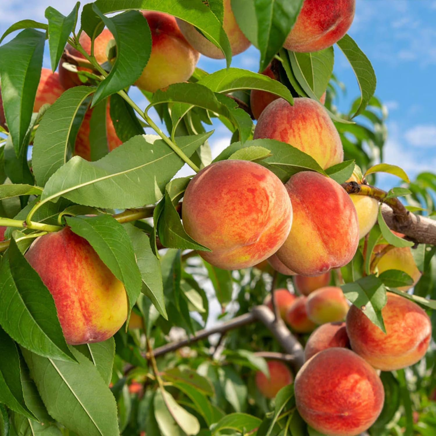 Disease-resistant Nemaguard peach seeds for fruit tree cultivation