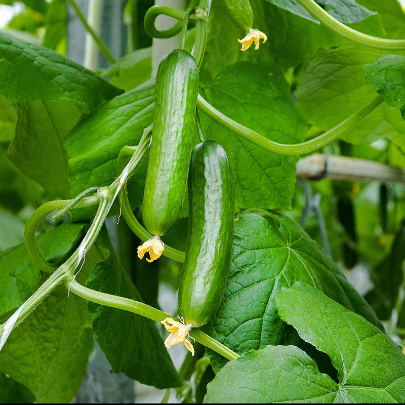 Mature Diva Cucumber Plant with Sweet and Crisp Cucumbers