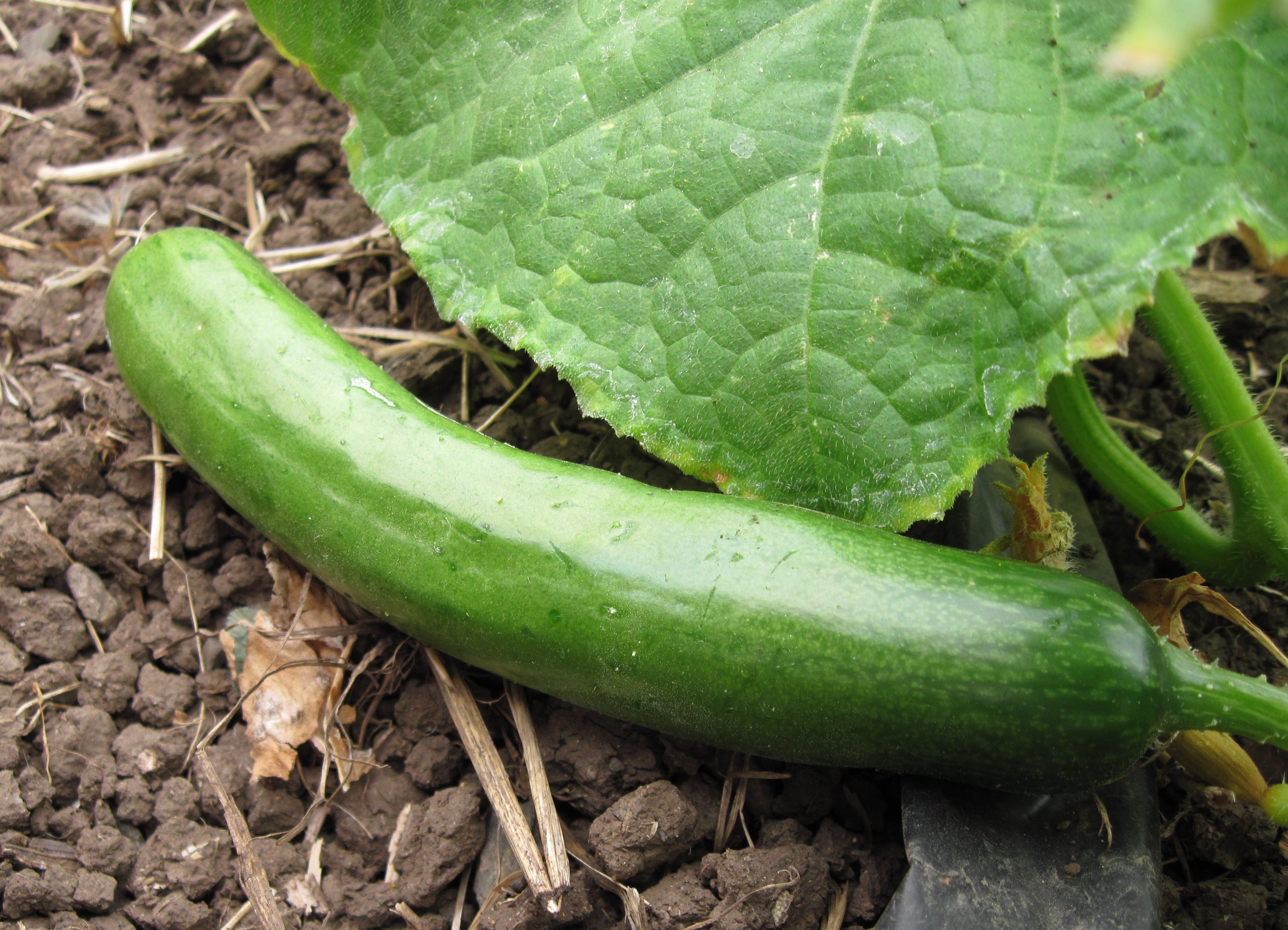 Diva Cucumber Seedling for Home Garden, Easy-to-Grow Burpless Cucumbers