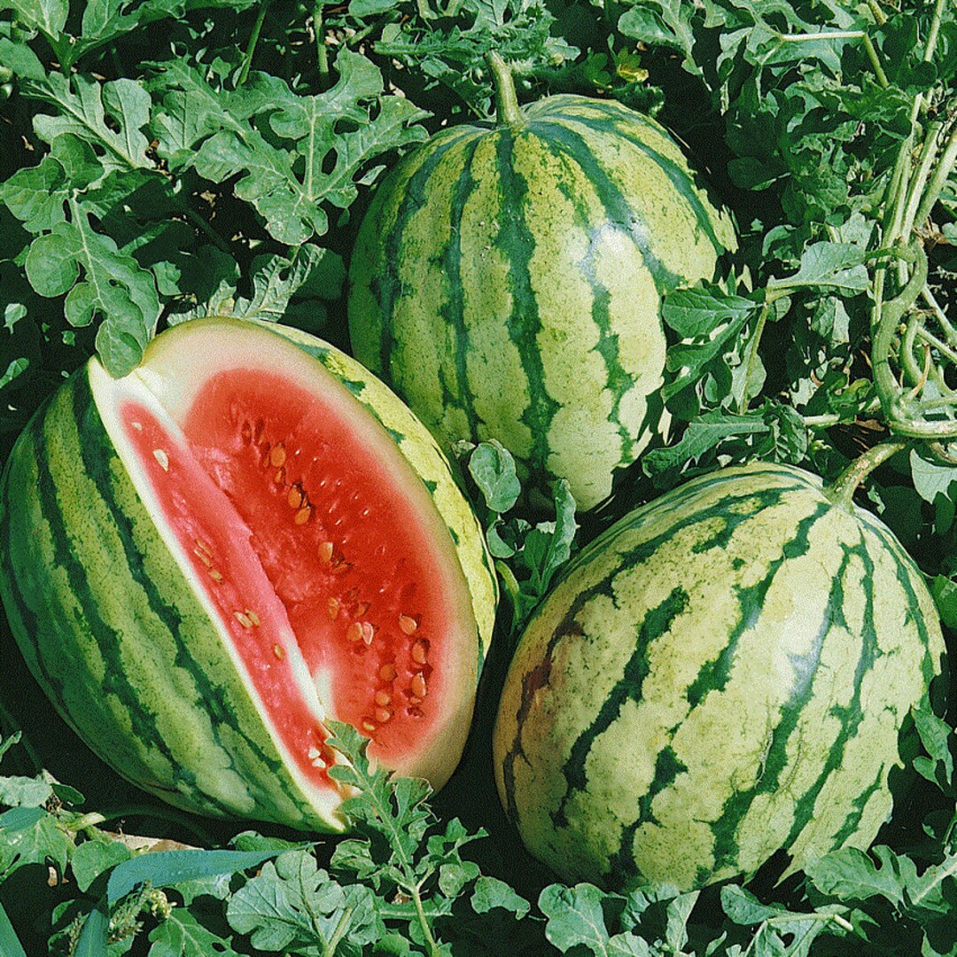 Premium Dixie Queen watermelon seeds for planting