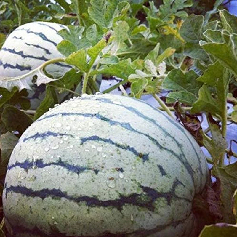 Dixie Queen watermelon seeds non GMO