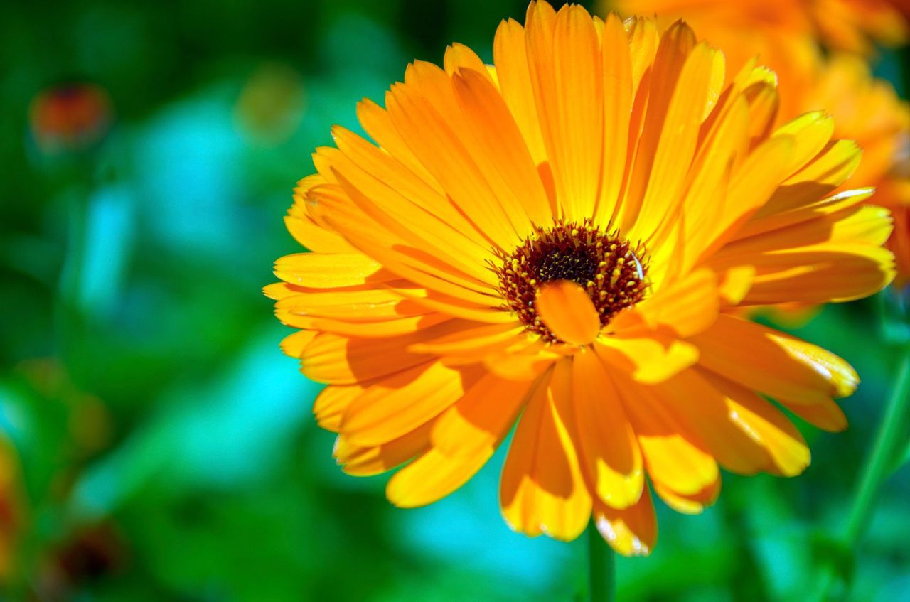 Semi di Fiore di Calendula Giallo Dorato, Fiori Radianti, Non OGM