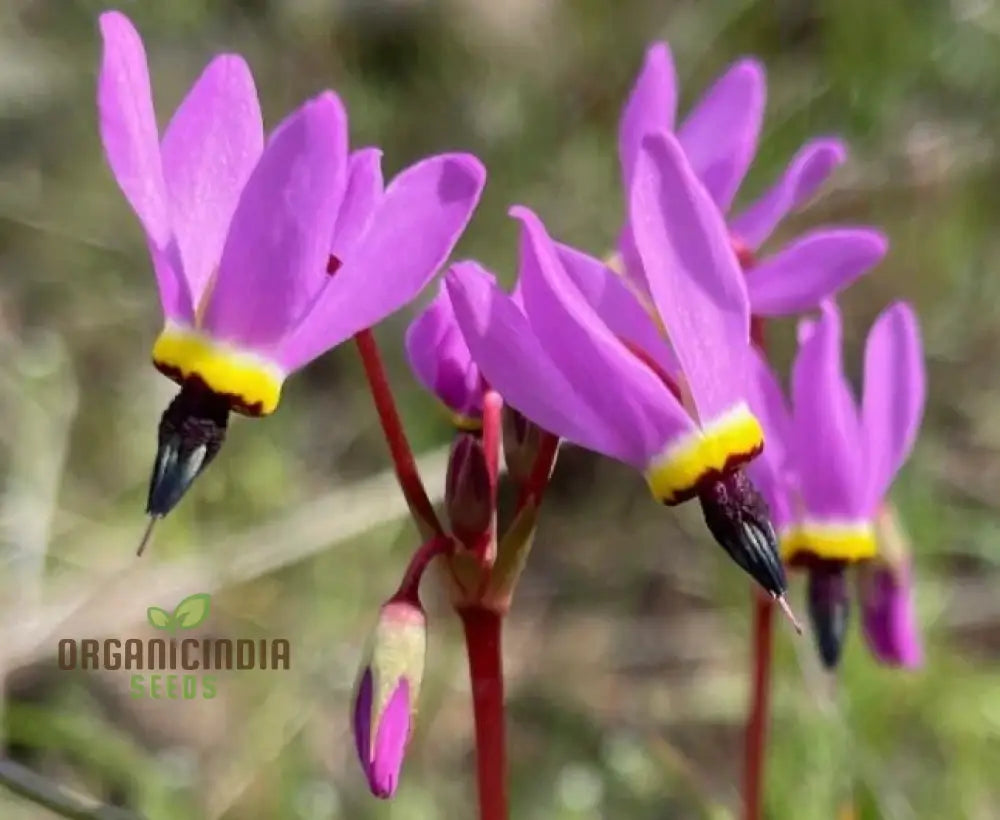Dodecatheon Meadia Seeds For Planting Cultivating Elegant Blooms For Your Garden